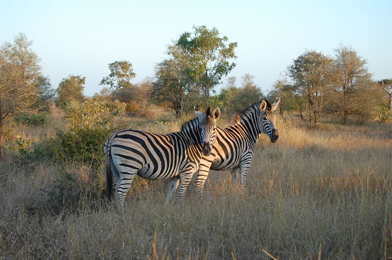 Kruger National Park Zebras